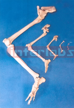 ADULT HUMAN LEG BONE WITH INNOMINATE BONE